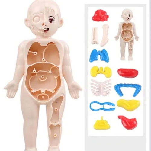 Joco İnsan Vücudu Anatomisi 20cm