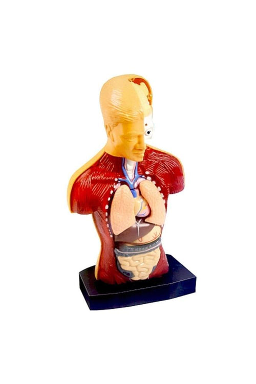 Kızılkaya Human Body Kutulu İnsan Vücudu 3301