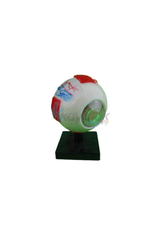 Edulab Göz Modeli F0274