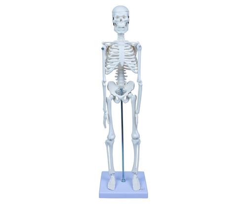 Emin İskelet Sistemi 45cm EM5118