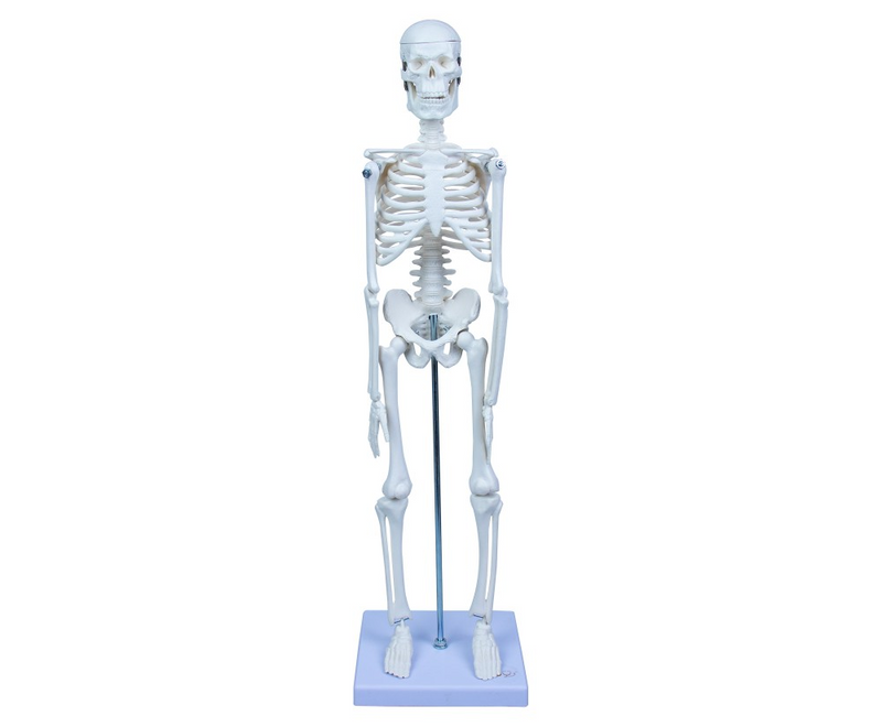 Emin İskelet Sistemi 45cm EM5118