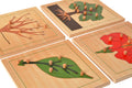Puzzle bitkiler(Standlı)Ve Çalışma kartları(Kutulu)