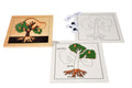 Puzzle Bitkiler(Ağaç)Çalışma kartları