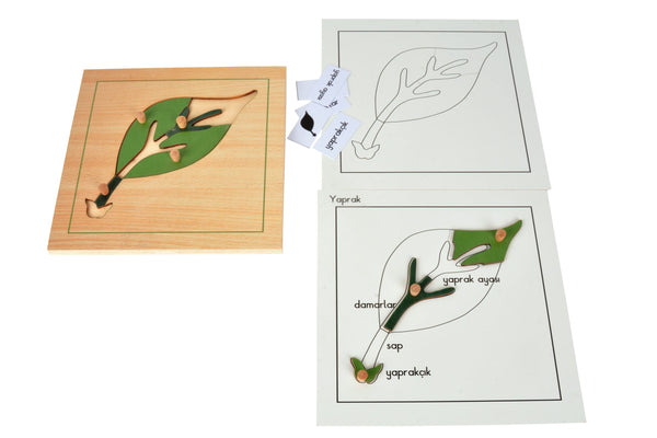 Puzzle Bitkiler(Yaprak)Çalışma kartları - Görsel 2