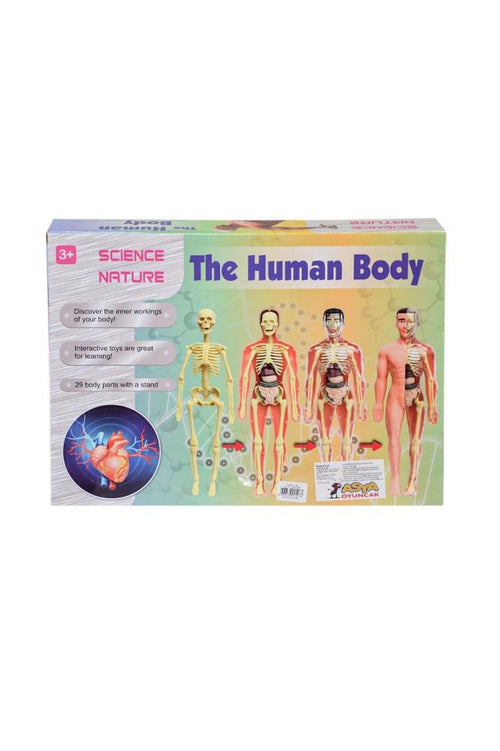 Asya Human Body Kutulu İnsan Vücudu 3302
